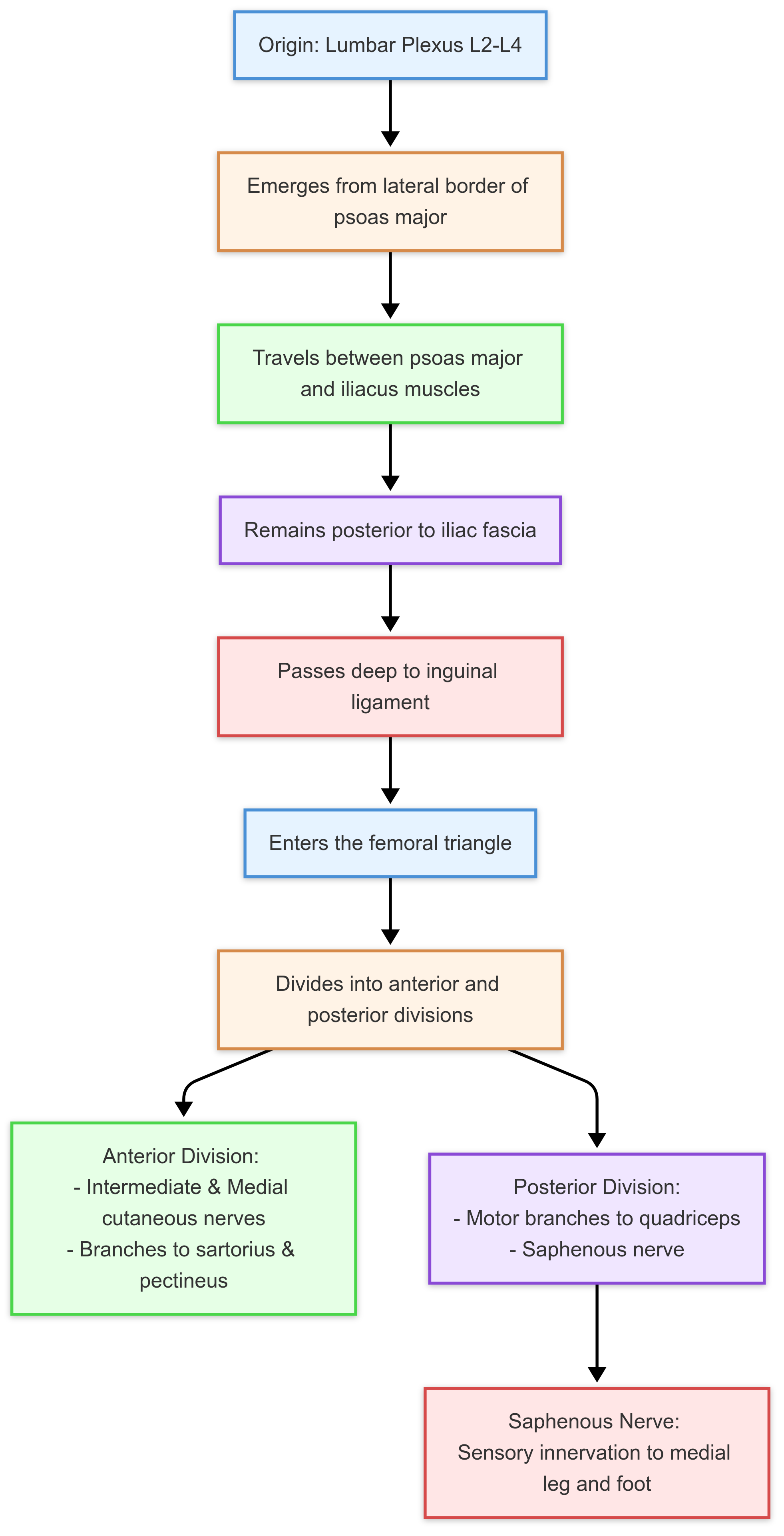 Femoral Nerve Flowchart