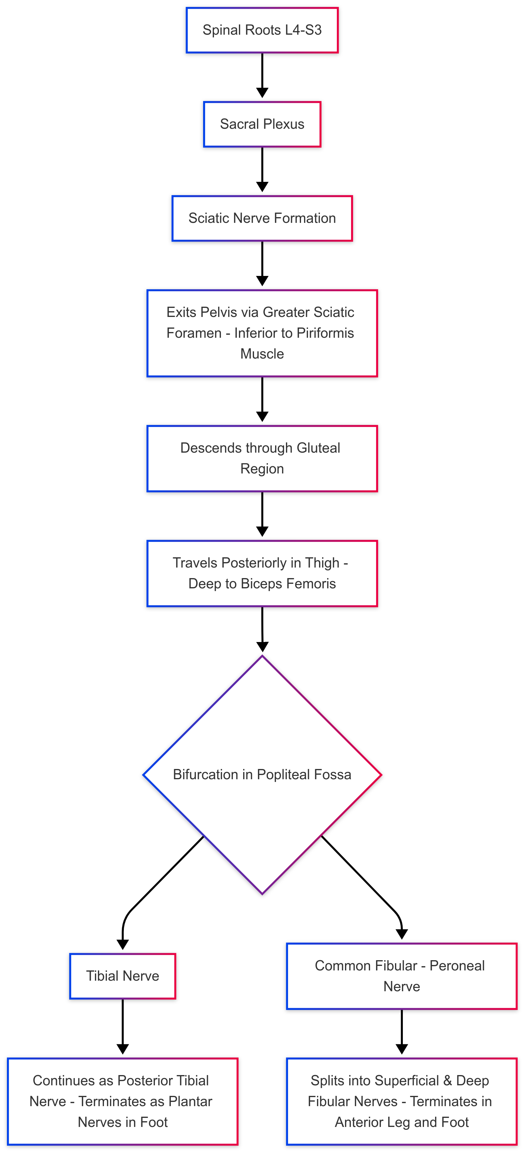 Sciatic Nerve Diagram